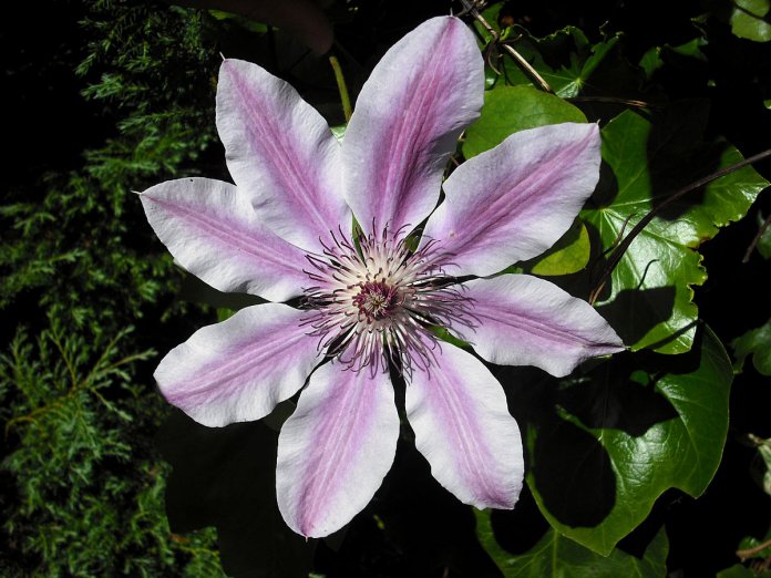 people’s minds is Clematis an extremely varied genus numbering about 150 species of almost worldwide distribution.