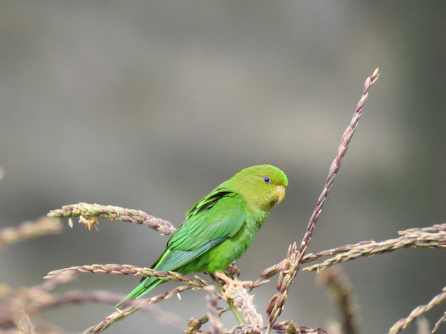 Andean Parakeet (Bolborhynchus orbygnesius) is a 17.5 cm (7 in) stocky darker than the mountain parakeet, all-green parakeet with bluish-green under-wings seen when in flights.