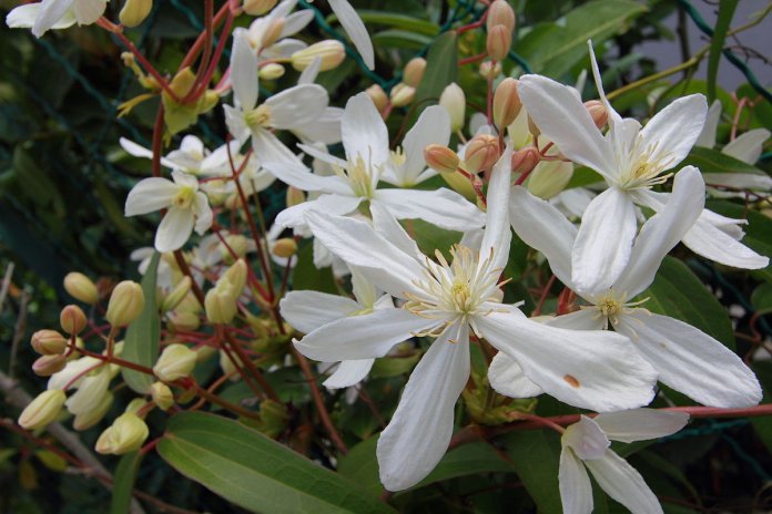 indeed clematis armandii may cut off the flow of sap to any of its shoots that have been interfered with.