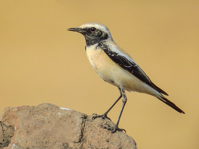 DESERT WHEATEAR call typical includes a low ‘tchuk’, a low whistled ‘peeeoo’ and a rolling, almost lark-like ‘trrr’.