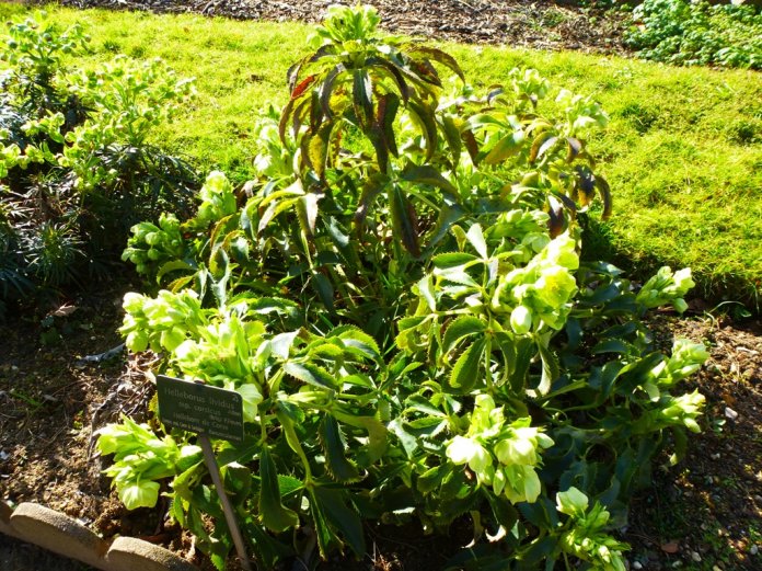 Helleborus lividus corsicus is an evergreen perennial Corsican hellebore. It is also known as Helleborus argutifolins Helleborus lividus corsicus is an evergreen perennial Corsican hellebore. It is also known as Helleborus argutifolins