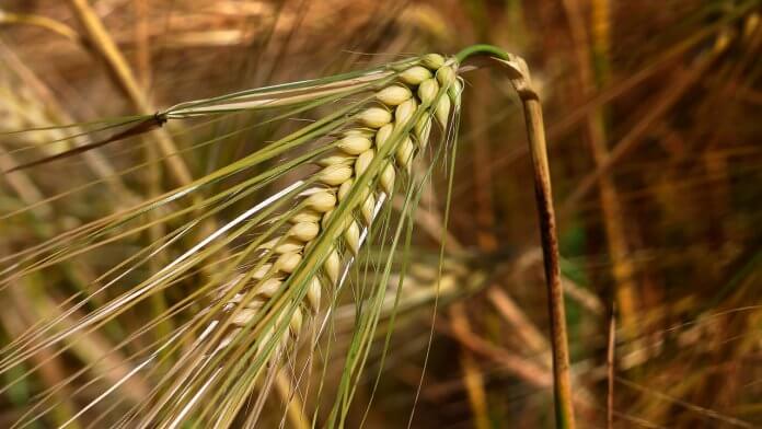 Humanity has been availing the Benefits of Barley for centuries. Barley has been longer cultivated than any other cereal. Humanity has been availing the Benefits of Barley for centuries. Barley has been longer cultivated than any other cereal.