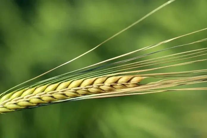 Humanity has been availing the Benefits of Barley for centuries. Barley has been longer cultivated than any other cereal.