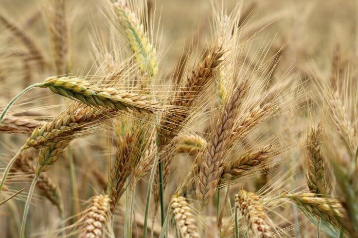 Humanity has been availing the Benefits of Barley for centuries. Barley has been longer cultivated than any other cereal. Humanity has been availing the Benefits of Barley for centuries. Barley has been longer cultivated than any other cereal.