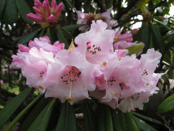 Rhododendron calophytum is a species of flowering plant in the family Ericaceae.