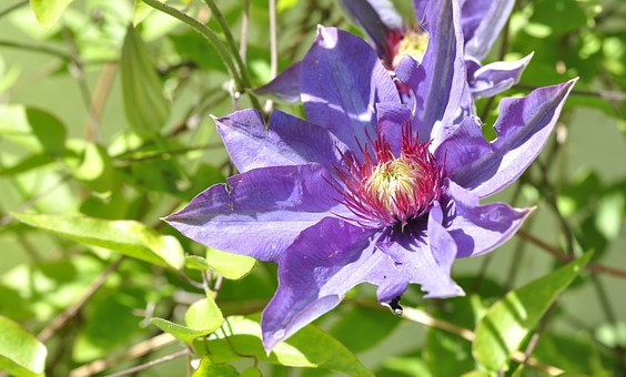 'Jackmanti Superba' is a clematis for a pillar, pergola, or porch where air circulates freely; without this, the plant may suffer from mildew.