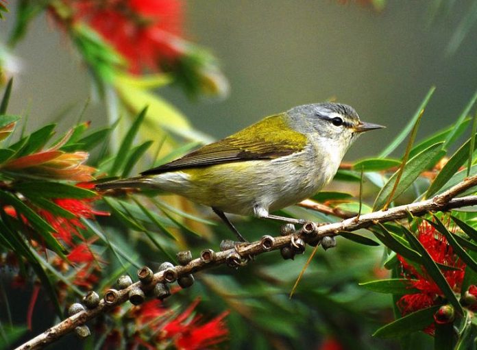 Tennessee warbler song is distinctive; a fairly loud, staccato series of two-syllable notes, followed by a few higher pitched single notes
