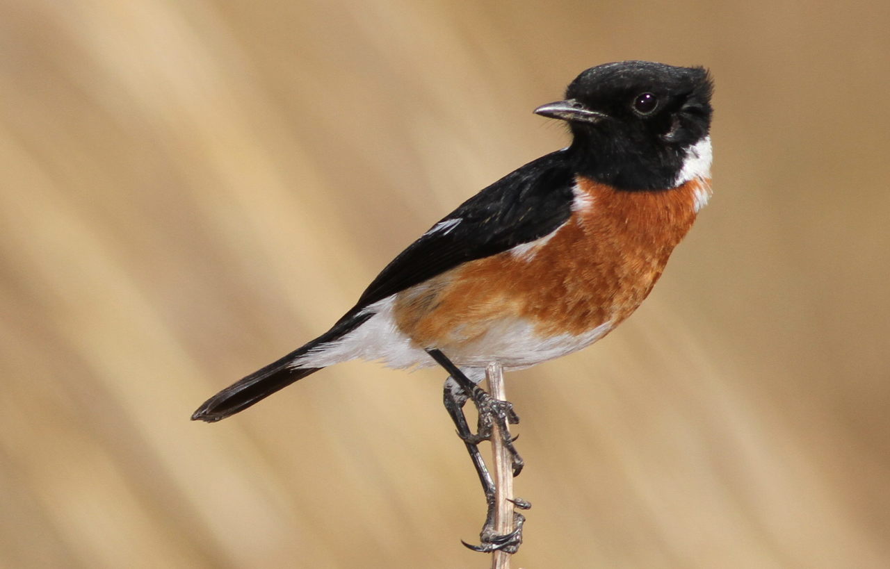 Common Stonechat is locally common. It is found in an open bushy country of all types, from mountainsides, moorland, and steppe to coastal cliffs and islands.