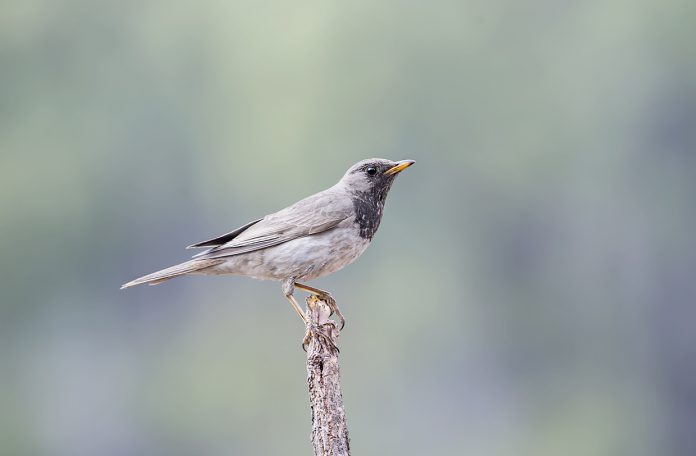 Dark-throated Thrush is a passerine bird of the thrush family, and it breeds in  Urals (also rare winter visitor to the extreme southeast of many european region).