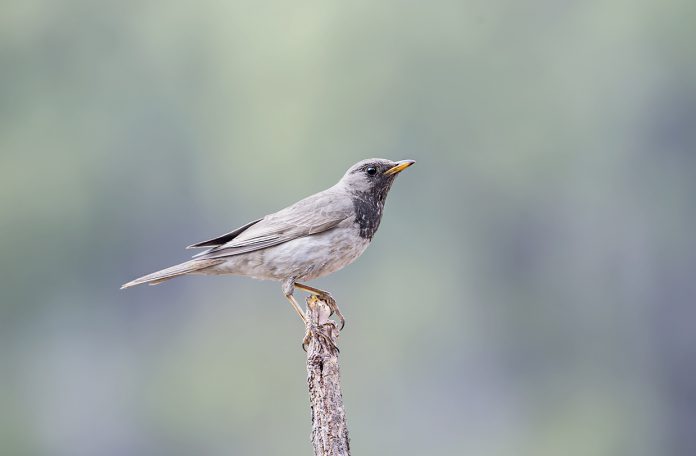 Dark-throated Thrush is a passerine bird of the thrush family, and it breeds in Urals (also rare winter visitor to the extreme southeast of many european region).