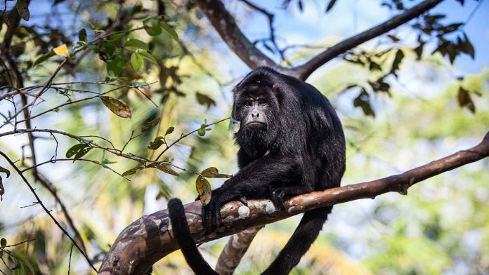 These Black Howler monkeys belong to the family Cebidae and have 6 different species.