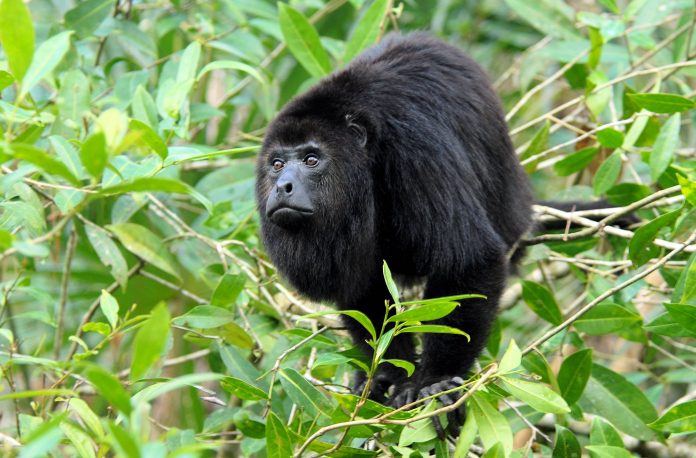 These monkeys live in troops of between 4 to 9 individuals and each troop has its own territory in which they live and feeds.