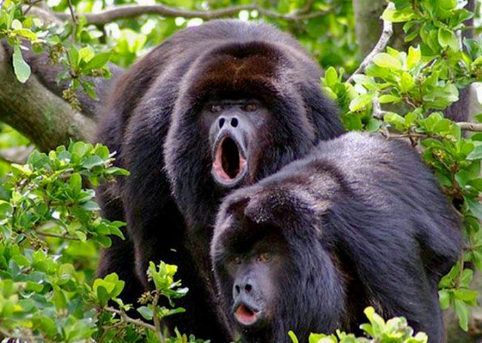 In Belize, these stunning Black Howler Monkeys are known as baboons, and the Community Baboon Sanctuary.