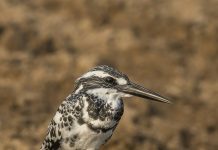 Pied Kingfisher is a large kingfisher of Egypt, South Asia, the Middle East, and Turkey. The birds do not migrate except for short-distance movements.