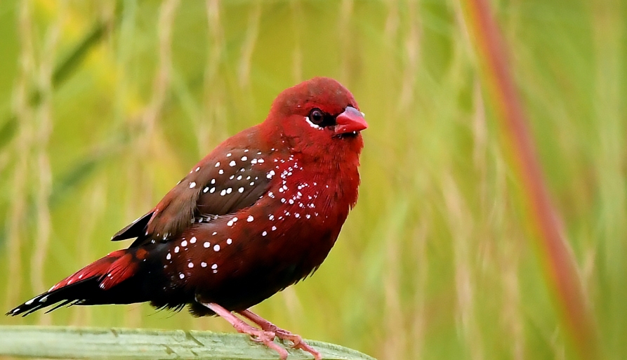 Red Avadavat is a (sparrow size) 9 cm in length