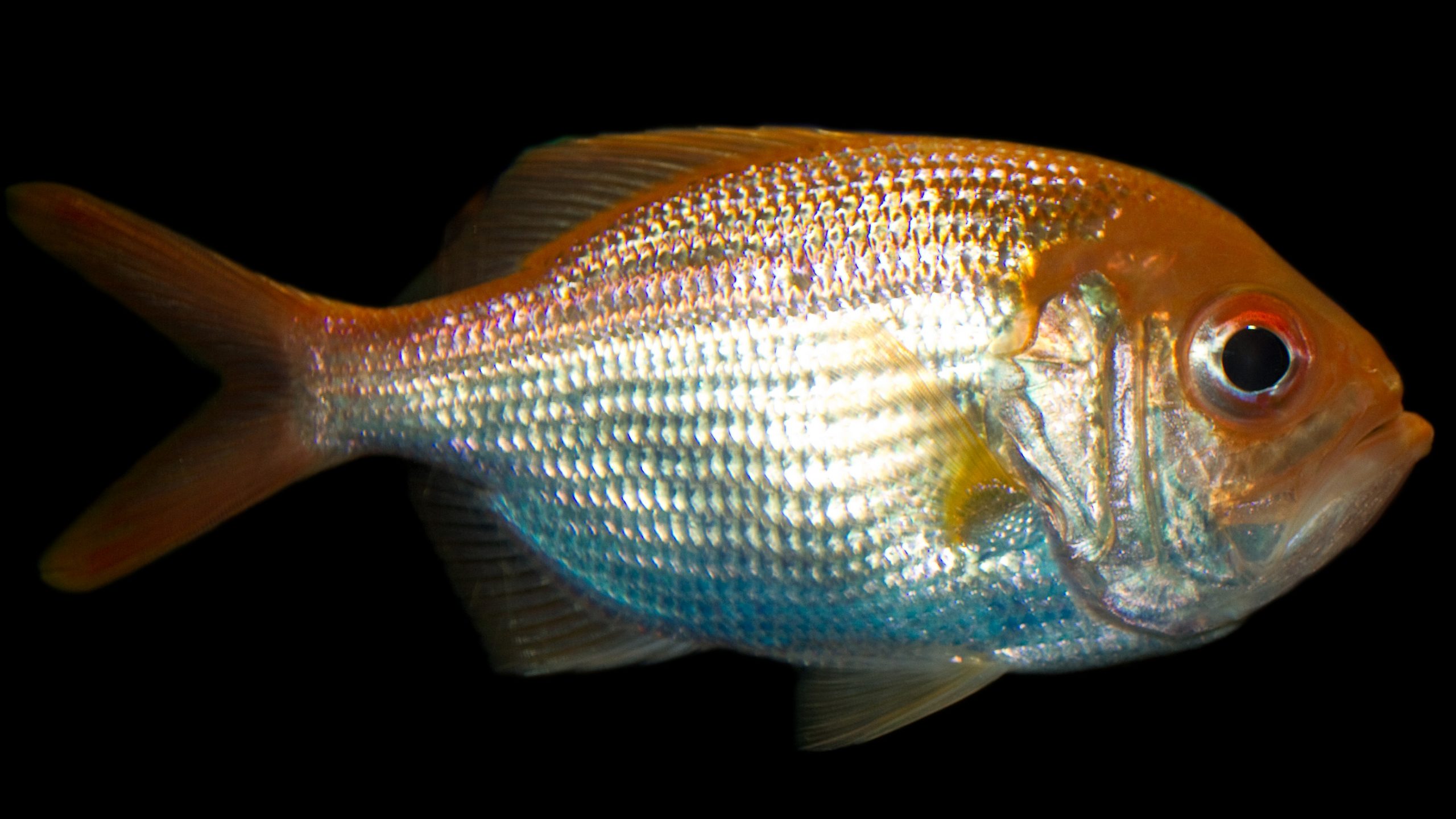 Is Redfish Good To Eat Charismatic Planet is-redfish-good-to-eat-pros-and-cons-fishingvista