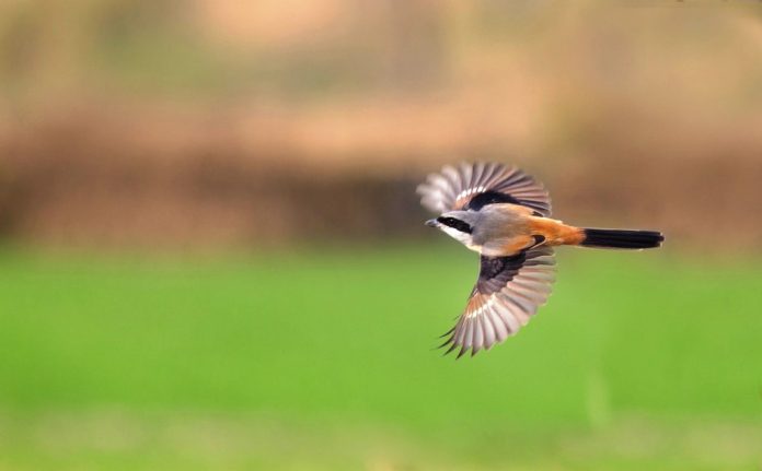 Long-tailed shrike also captures insects in the flight.
