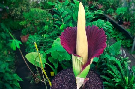Amorphophallus Titanum - A Large and Unsual Shape Flowering Plant