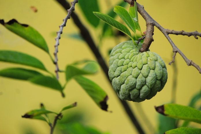 The Sugar Apple is also known as the Sweetsop, is a tropical fruit that is enjoyed by people all around the world. The Sugar Apple is also known as the Sweetsop, is a tropical fruit that is enjoyed by people all around the world.