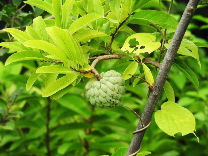 This sweet fruit has a creamy texture and a delicate flavor that makes it a favorite among those who appreciate good food.