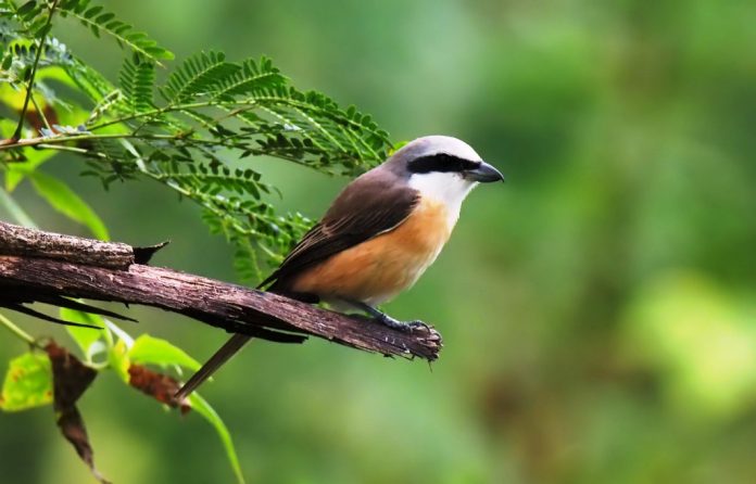 Long-tailed shrike is an Asian vagrant (breeds Central and South Asia “Kazakhstan to New Guinea”) southwards and eastwards).