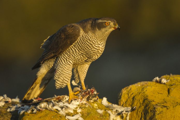 Northern Goshawk “Accipiter gentilis” is about 48–62 cm in length with a wingspan of 95–125 cm. Northern Goshawk “Accipiter gentilis” is about 48–62 cm in length with a wingspan of 95–125 cm.