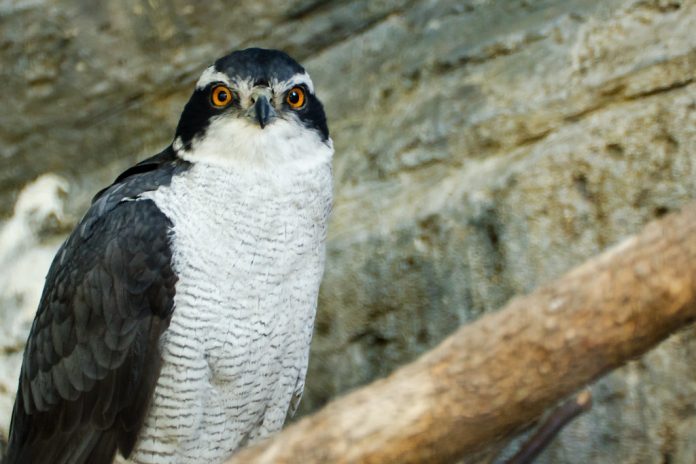 The shape, plumage pattern, and flight action are typical of Accipiter. It is a moderately short-winged and long-tailed raptor with barred underparts in adults. The shape, plumage pattern, and flight action are typical of Accipiter. It is a moderately short-winged and long-tailed raptor with barred underparts in adults.