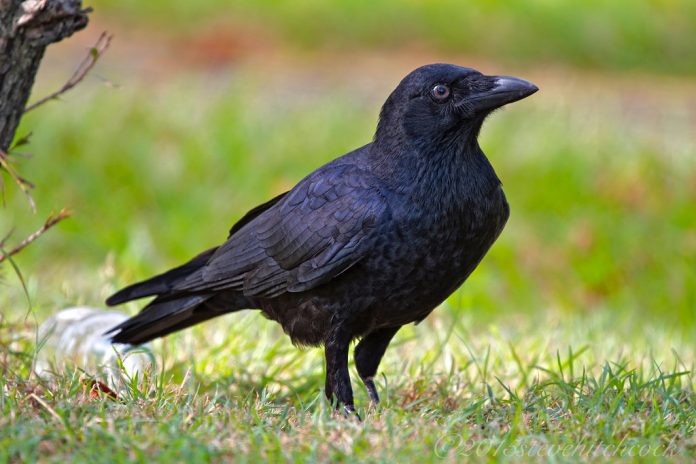 Torresian Crow call is nasal, high-pitched cawing uk-uk-uk-uk-uk-uk or ok-ok-ok-ok-ok-ok-ok.