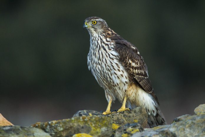 Northern Goshawk is normally a silent bird, but alarm call near nest a loud, guttural ‘kyeee-kyee-kyee Northern Goshawk is normally a silent bird, but alarm call near nest a loud, guttural ‘kyeee-kyee-kyee