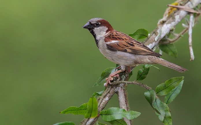 House Sparrow Call and Facts - consists of various chirping calls. Typical are a strong ‘cheee-ep’, a looser ‘chissick’ and a monotonous ‘chip’.