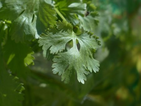 Cilantro, also known as coriander or “Dhania”, is a sweet-smelling herb with wide, subtle lacy leaves and a pungent smell.