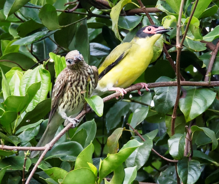 The figbird is a large oriole with a warty buff face that reddens when excited, eats only fruit and builds flimsy nests. The figbird is a large oriole with a warty buff face that reddens when excited, eats only fruit and builds flimsy nests.