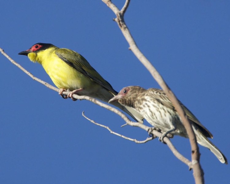 Other names include Southern Figbird, Northern Figbird, Green Figbird, Yellow Figbird, Greybreasted Figbird, Banana-bird, and Mulberry-bird. Other names include Southern Figbird, Northern Figbird, Green Figbird, Yellow Figbird, Greybreasted Figbird, Banana-bird, and Mulberry-bird.