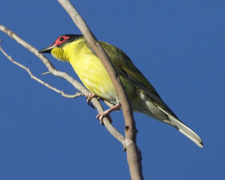 A figbird is arboreal and picks all its fruit from branches in trees and shrubs' crowns. A figbird is arboreal and picks all its fruit from branches in trees and shrubs' crowns.